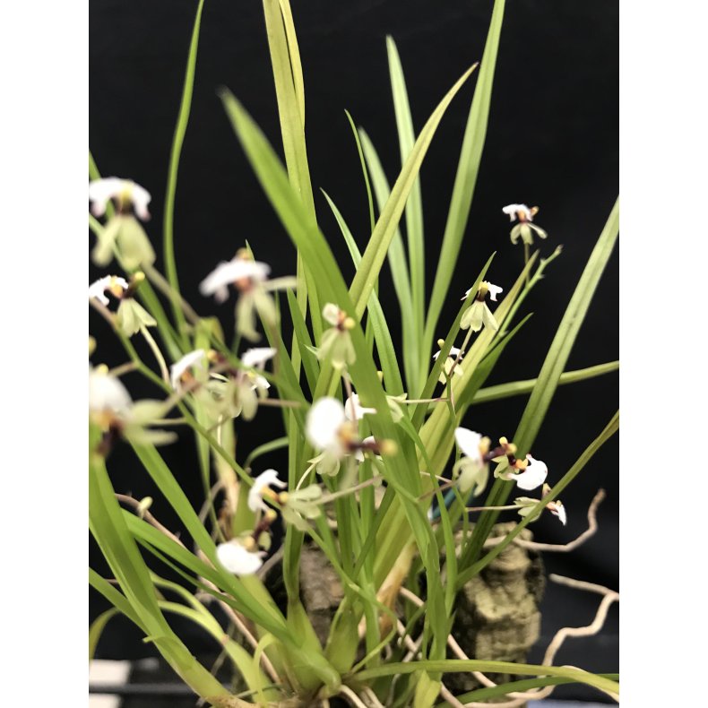 Gomeza/Sigmatostalix radicans 